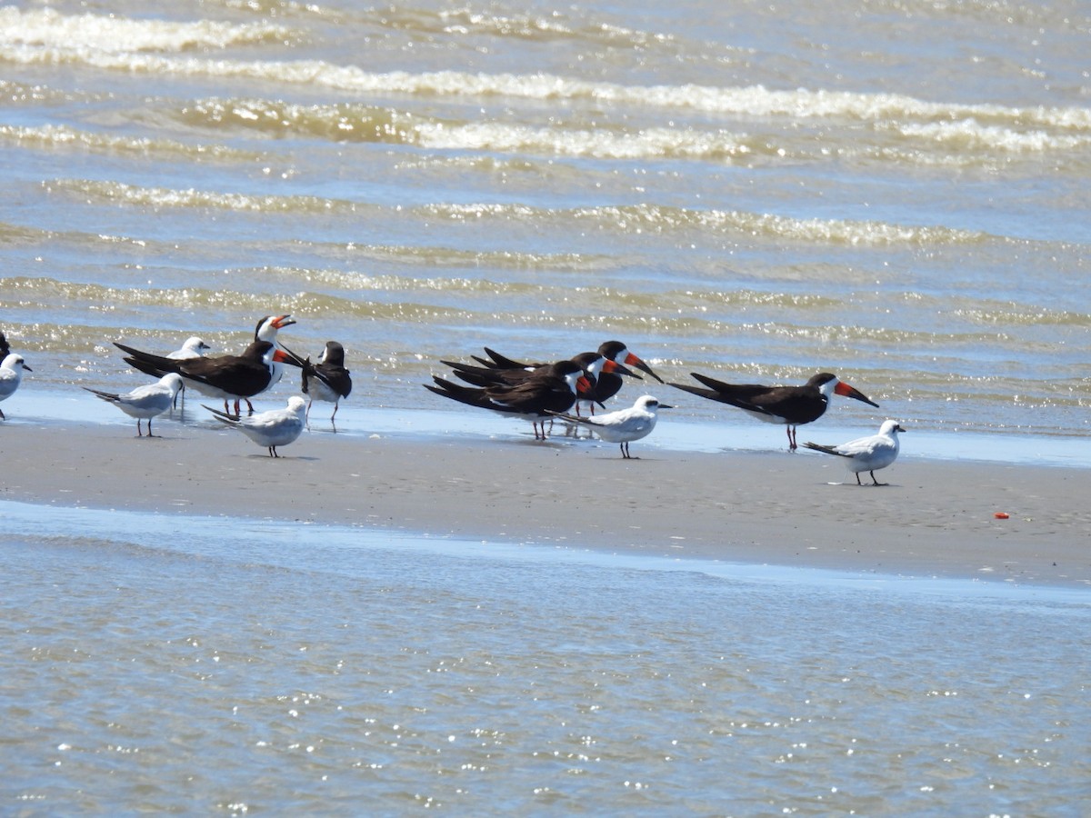 Black Skimmer - ML643742588