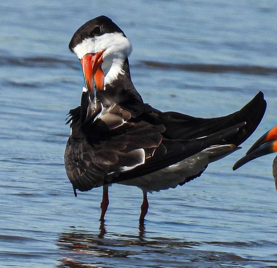 Black Skimmer - ML643742589