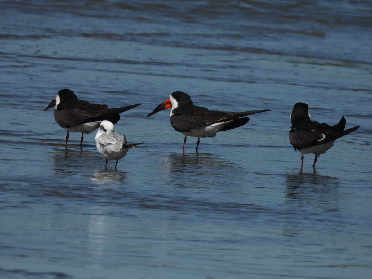 Black Skimmer - ML643742590