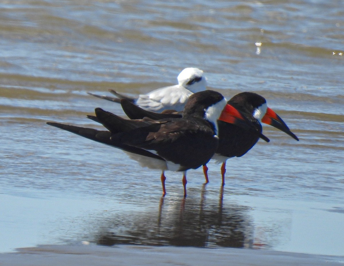 Black Skimmer - ML643742591