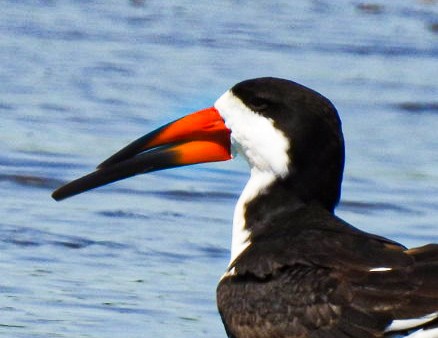 Black Skimmer - ML643742592
