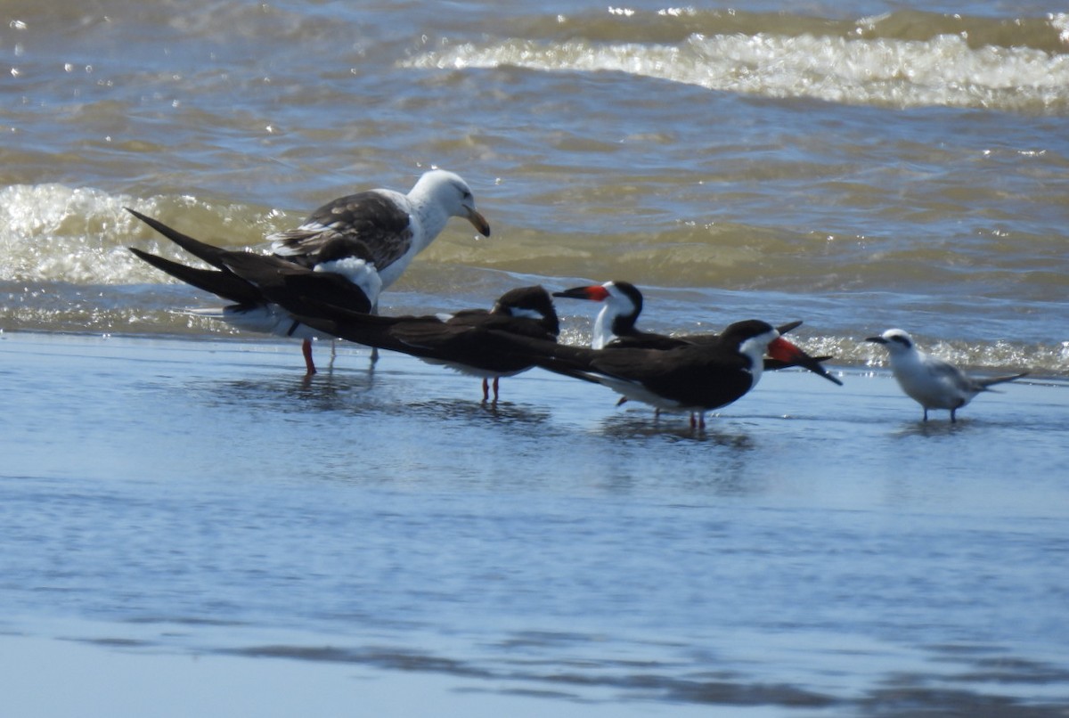 Black Skimmer - ML643742593