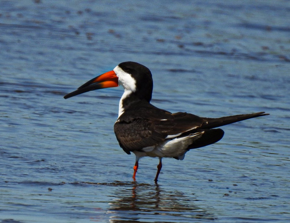 Black Skimmer - ML643742594