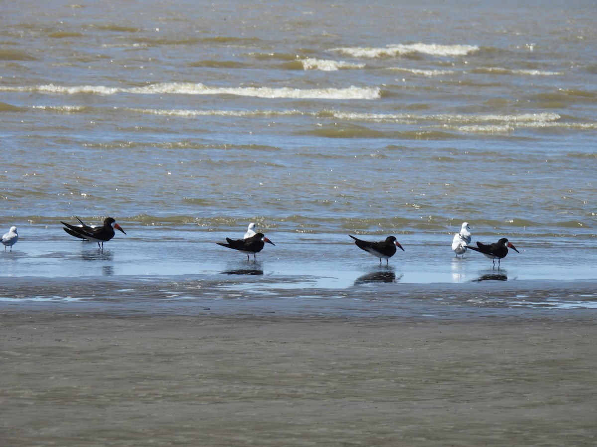 Black Skimmer - ML643742595