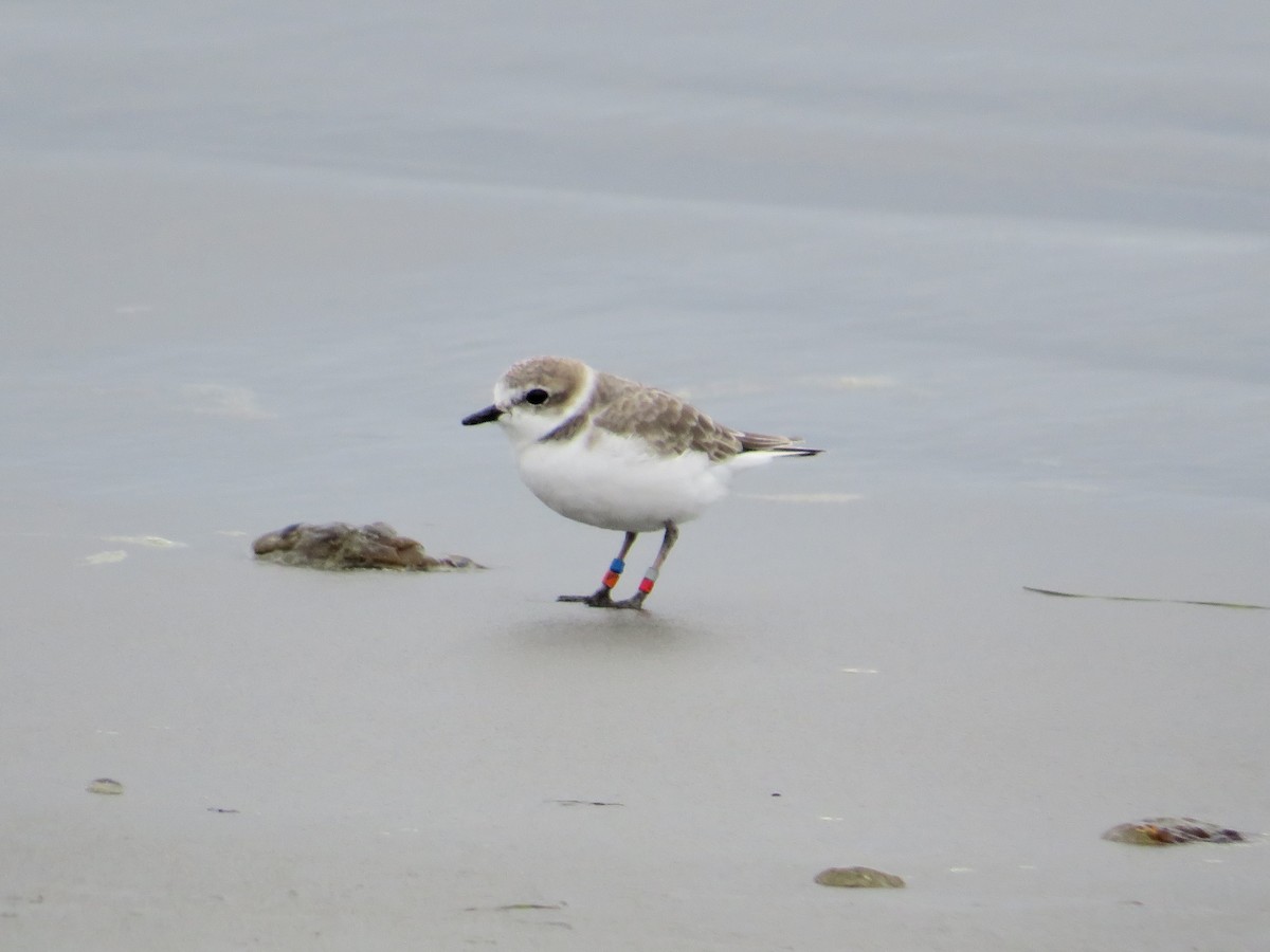 Snowy Plover - ML643742598