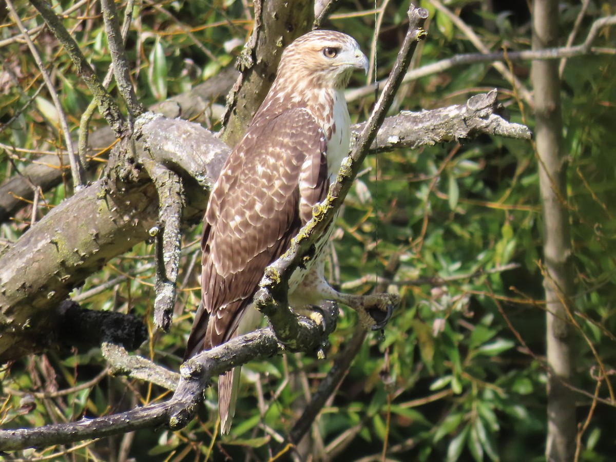 Red-tailed Hawk - ML643742600