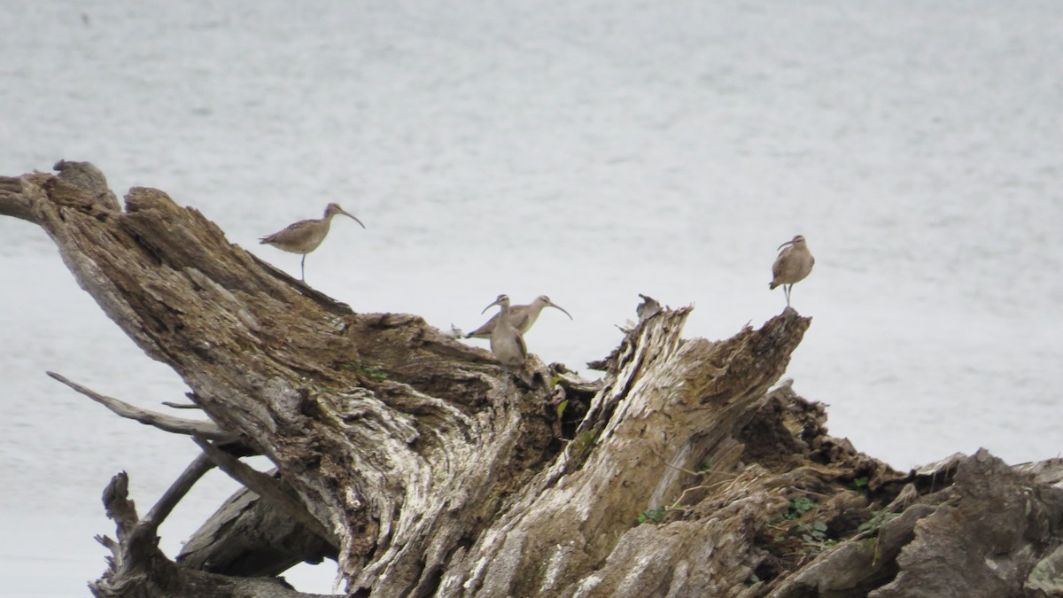 Hudsonian Whimbrel - ML643742616