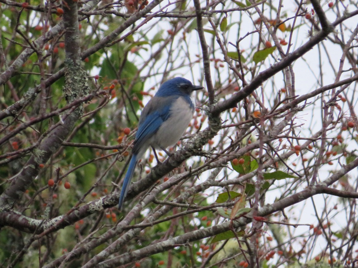 California Scrub-Jay - ML643742636