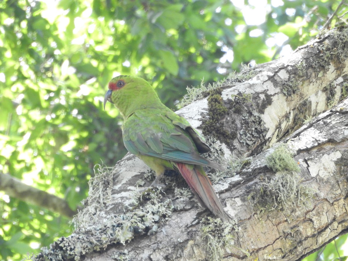 Slender-billed Parakeet - ML643742642