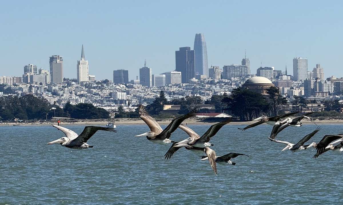 Brown Pelican - ML643742652