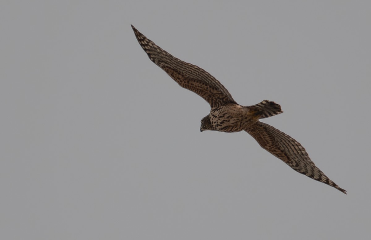 Eurasian Goshawk - ML643742691