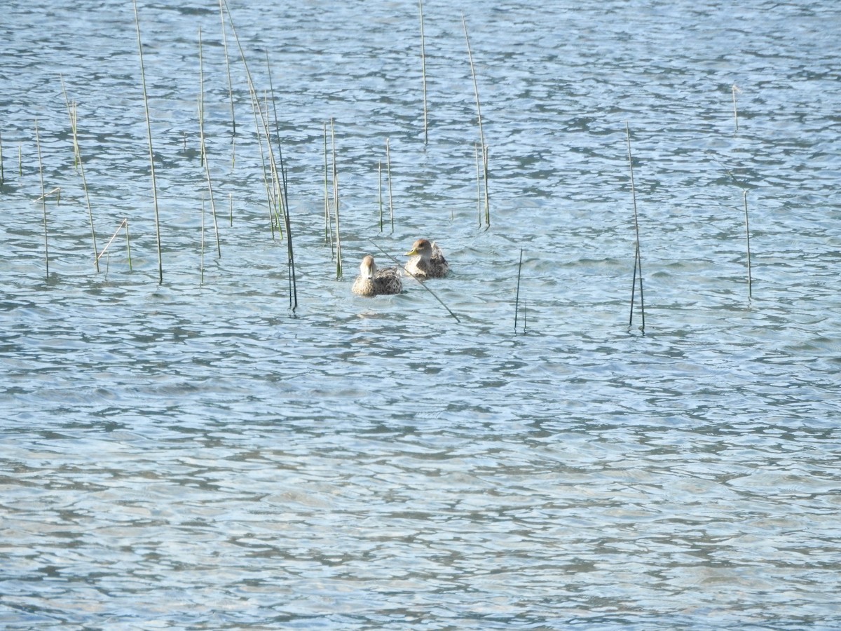 Yellow-billed Pintail - ML643742695
