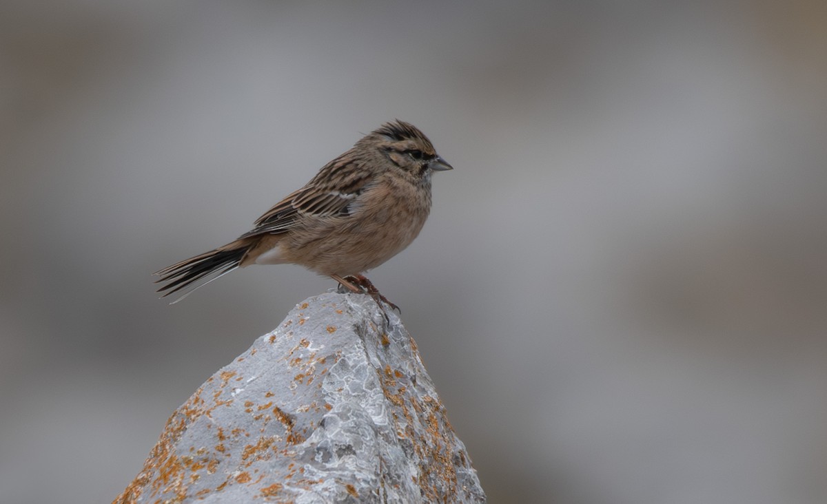 Rock Bunting - ML643742697