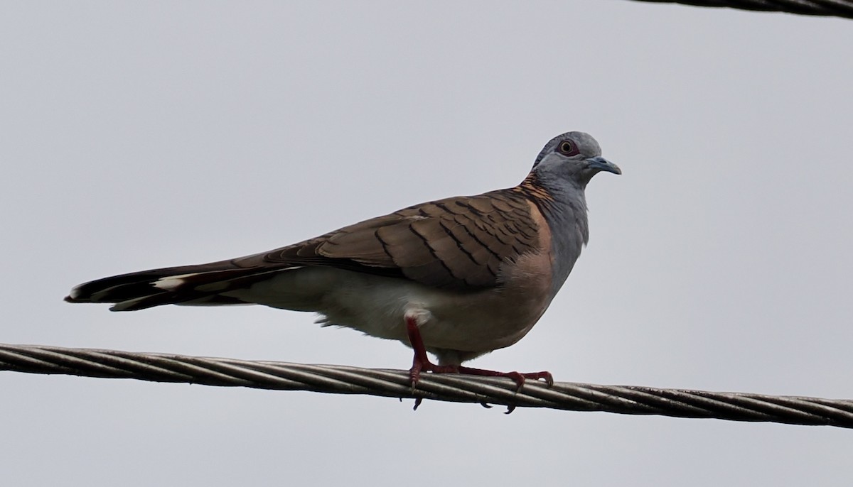 Bar-shouldered Dove - ML643742713