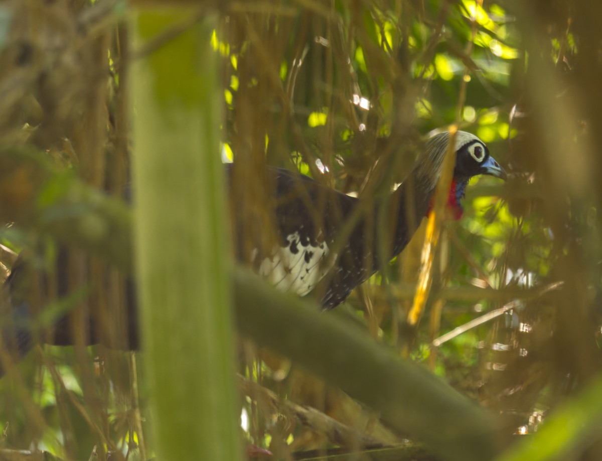 Black-fronted Piping-Guan - ML643742719