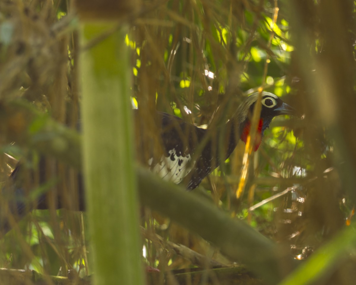 Black-fronted Piping-Guan - ML643742721