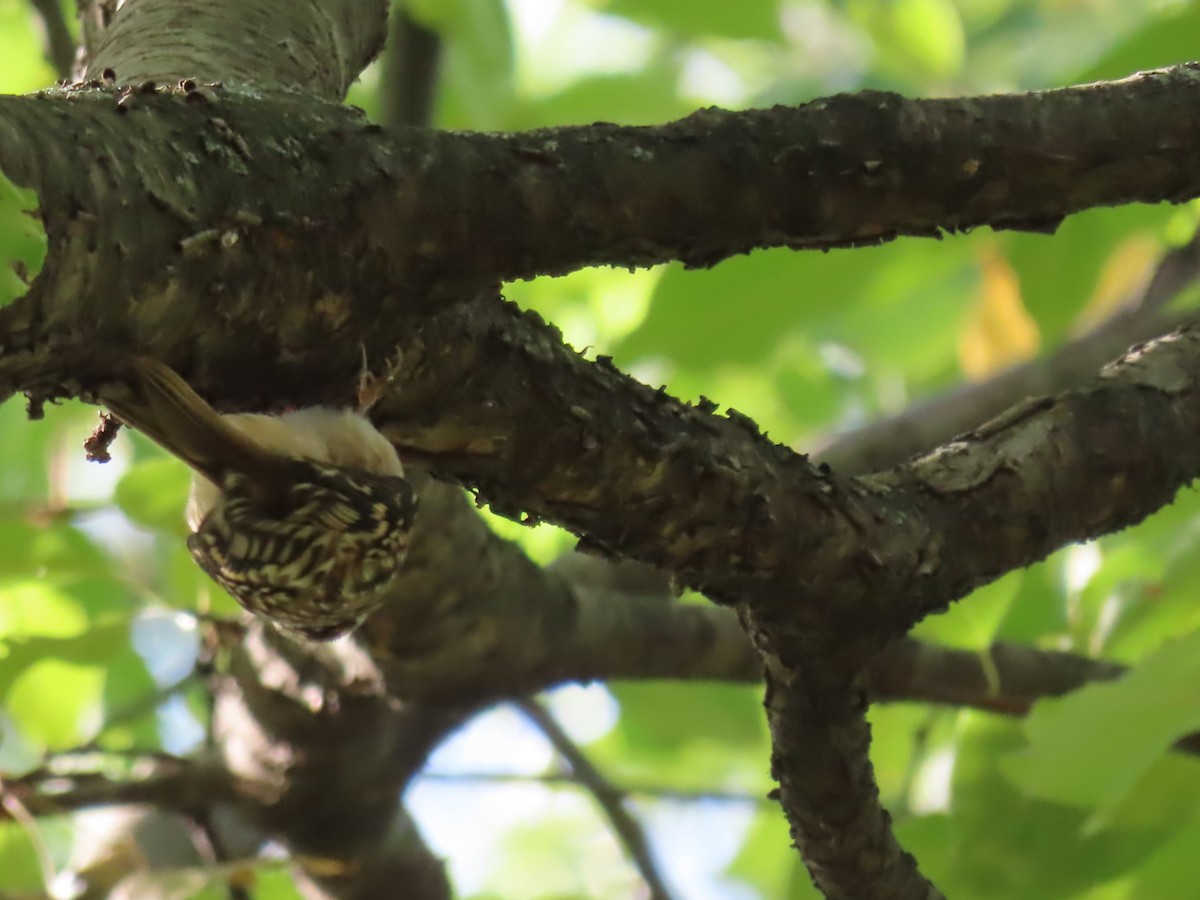 Brown Creeper - ML643742725