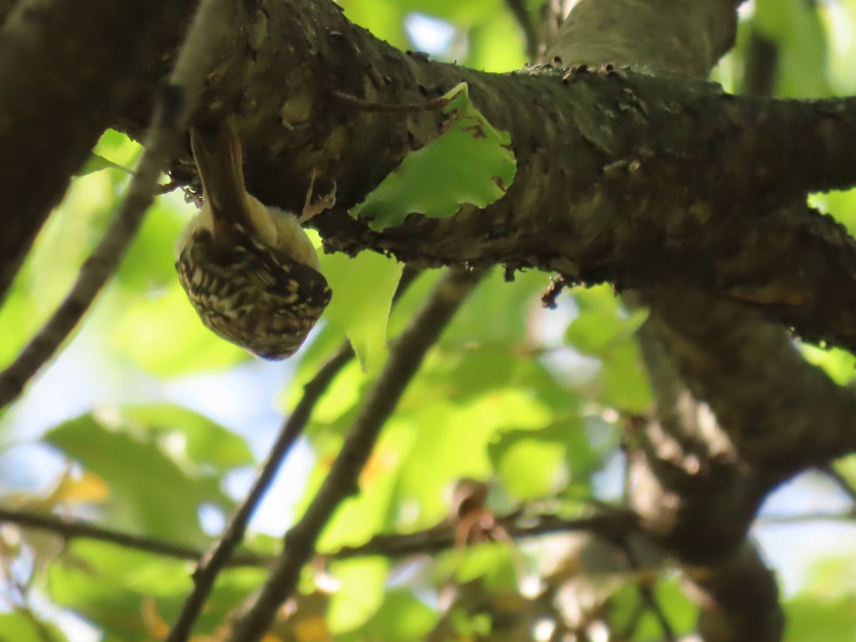 Brown Creeper - ML643742726