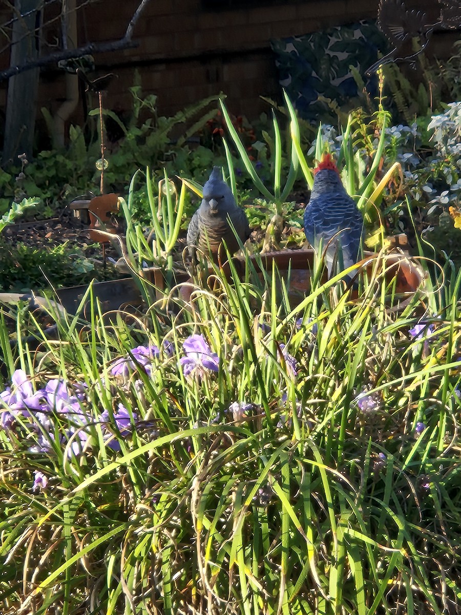 Gang-gang Cockatoo - ML643742731