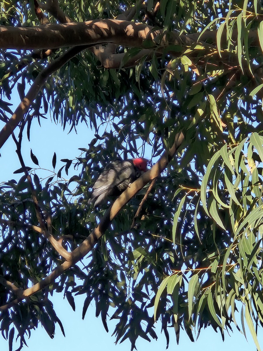 Gang-gang Cockatoo - ML643742735