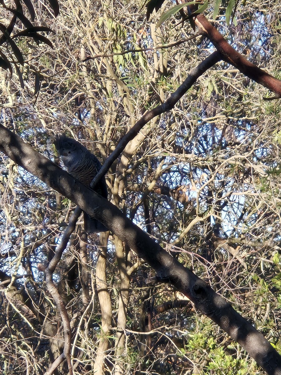 Gang-gang Cockatoo - ML643742737