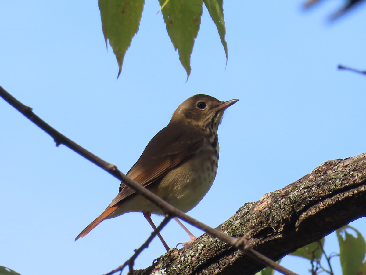 Hermit Thrush - ML643742746