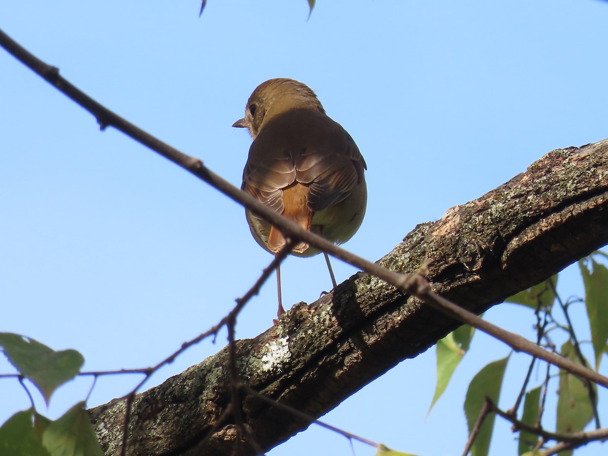 Hermit Thrush - ML643742753