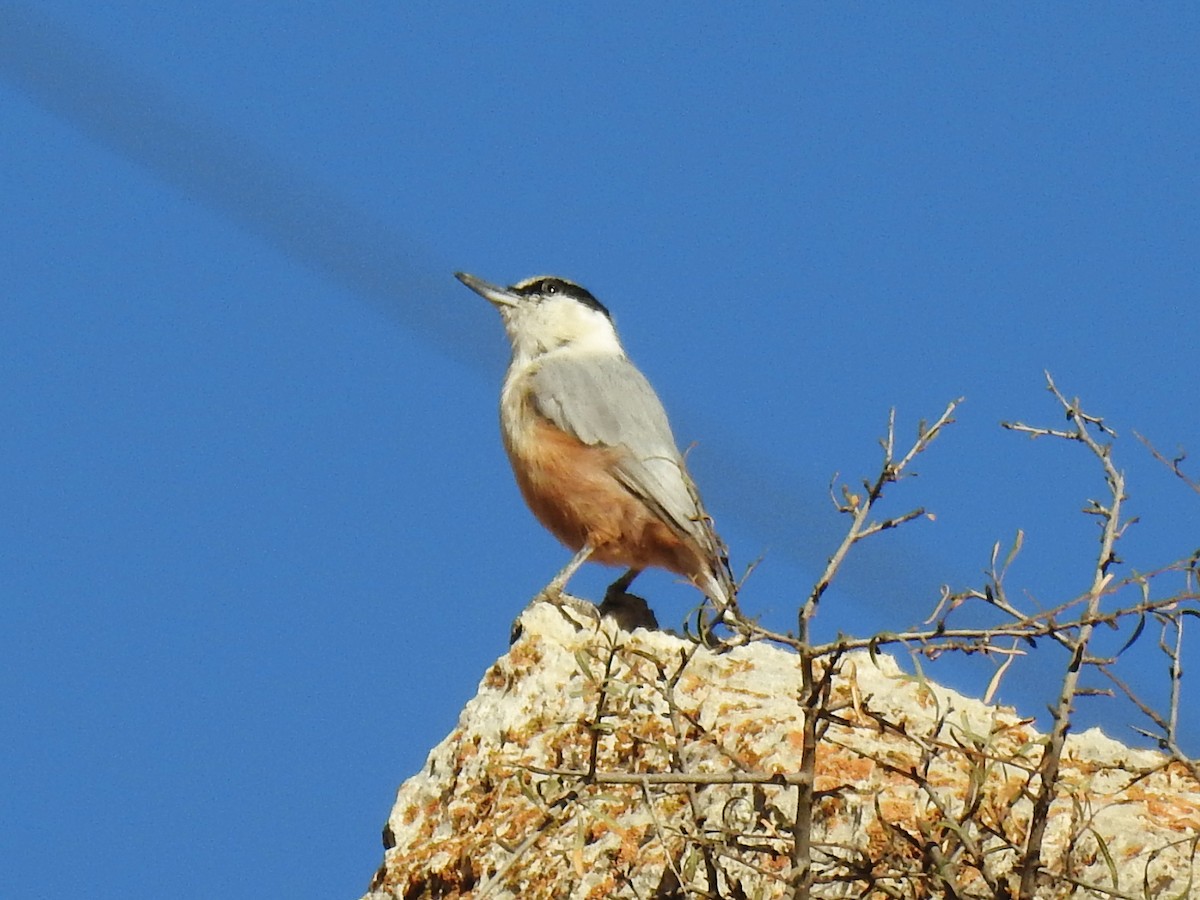 Büyük Kaya Sıvacısı - ML643742755