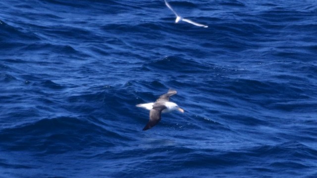 Black-browed Albatross - ML643742758
