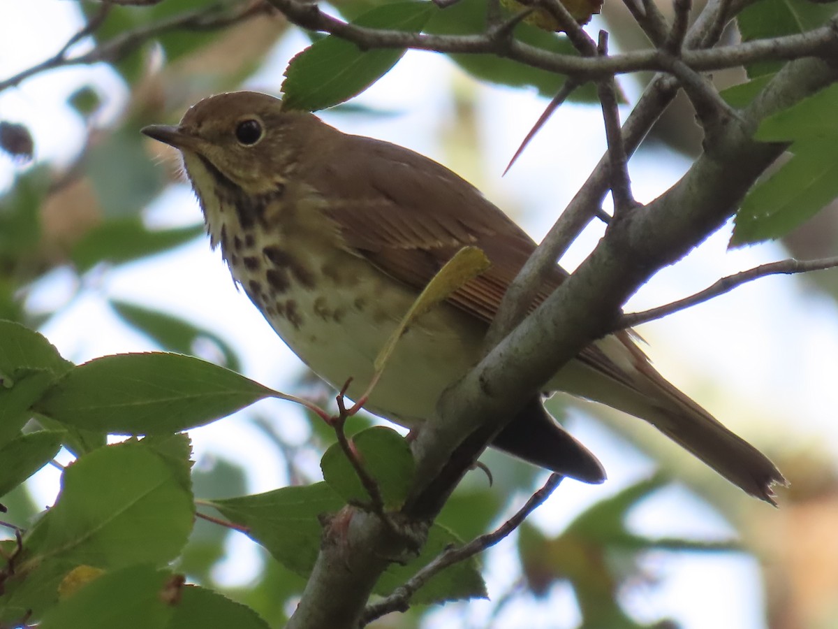 Hermit Thrush - ML643742759