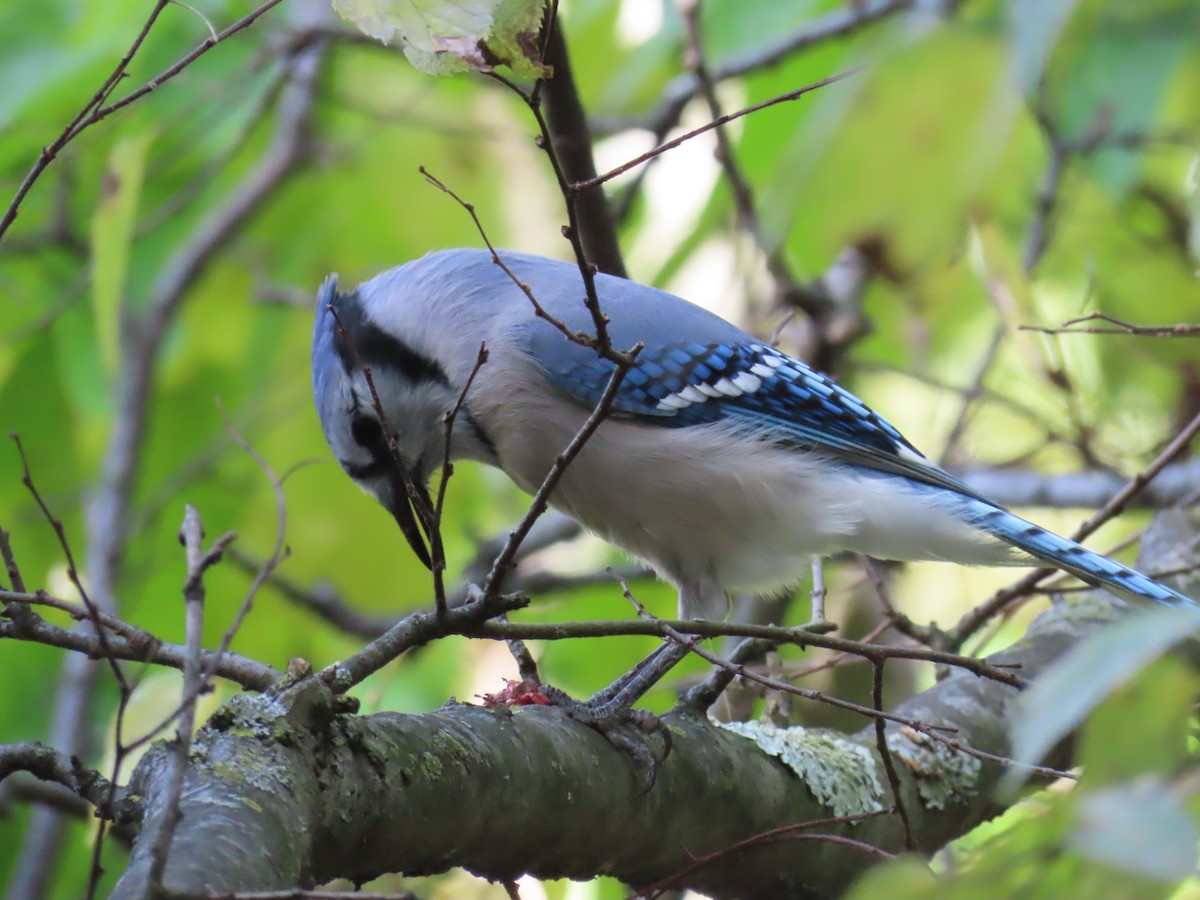 Blue Jay - ML643742773