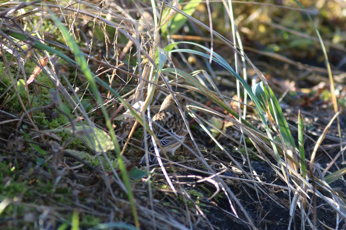 Lapland Longspur - ML643742774