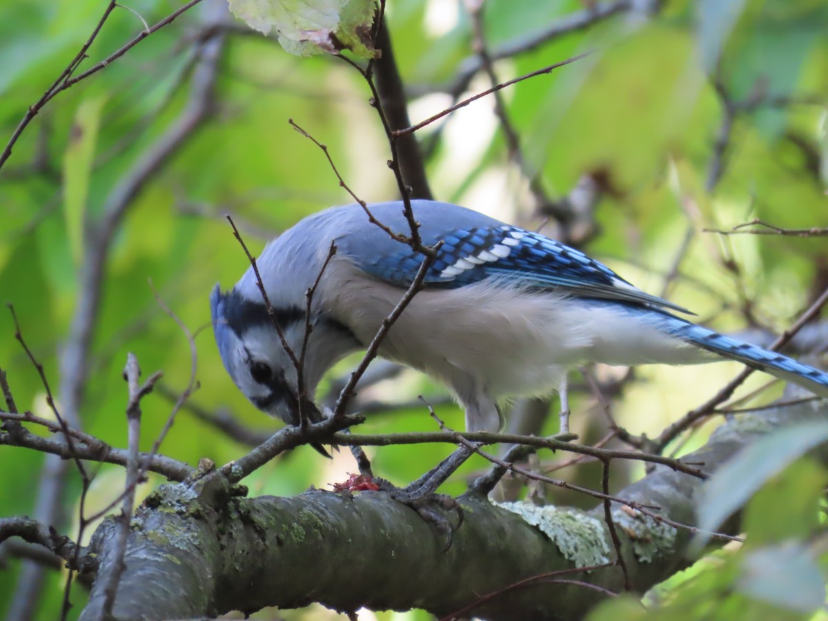 Blue Jay - ML643742778
