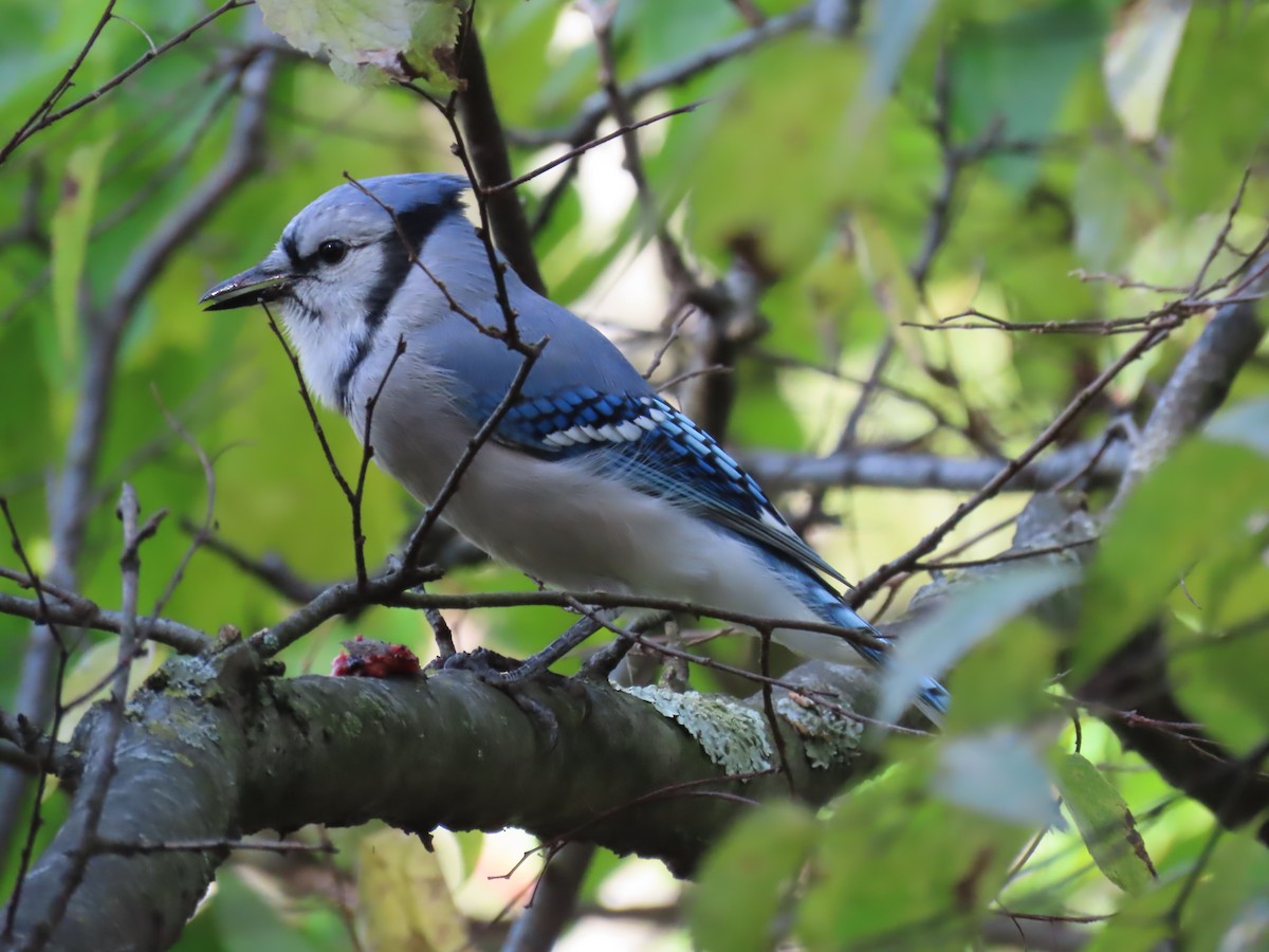 Blue Jay - ML643742788