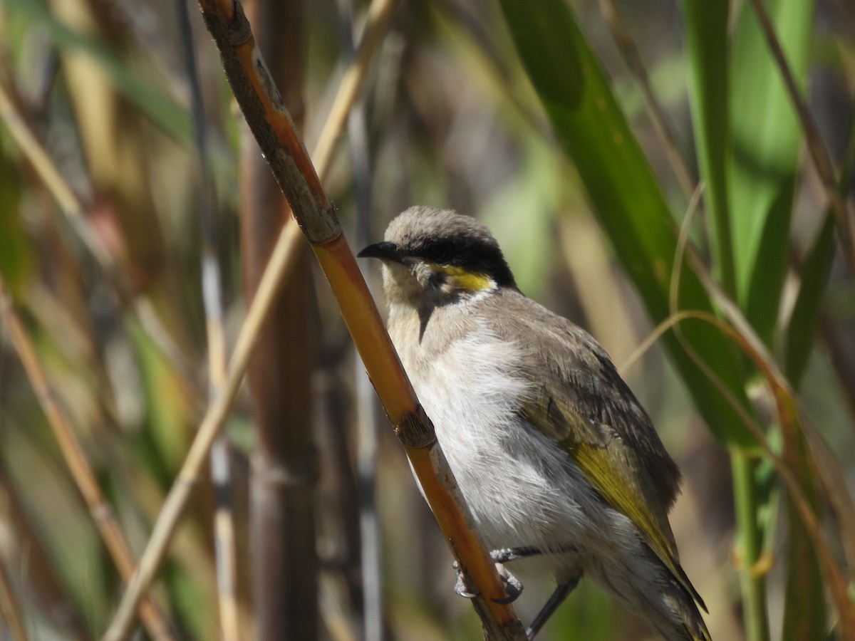 Singing Honeyeater - ML643742789