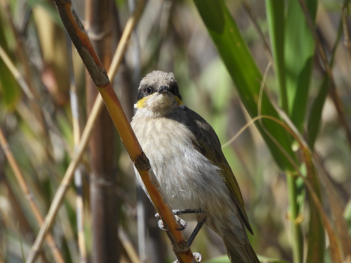 Singing Honeyeater - ML643742791