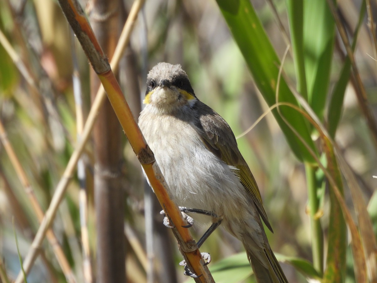 Singing Honeyeater - ML643742792