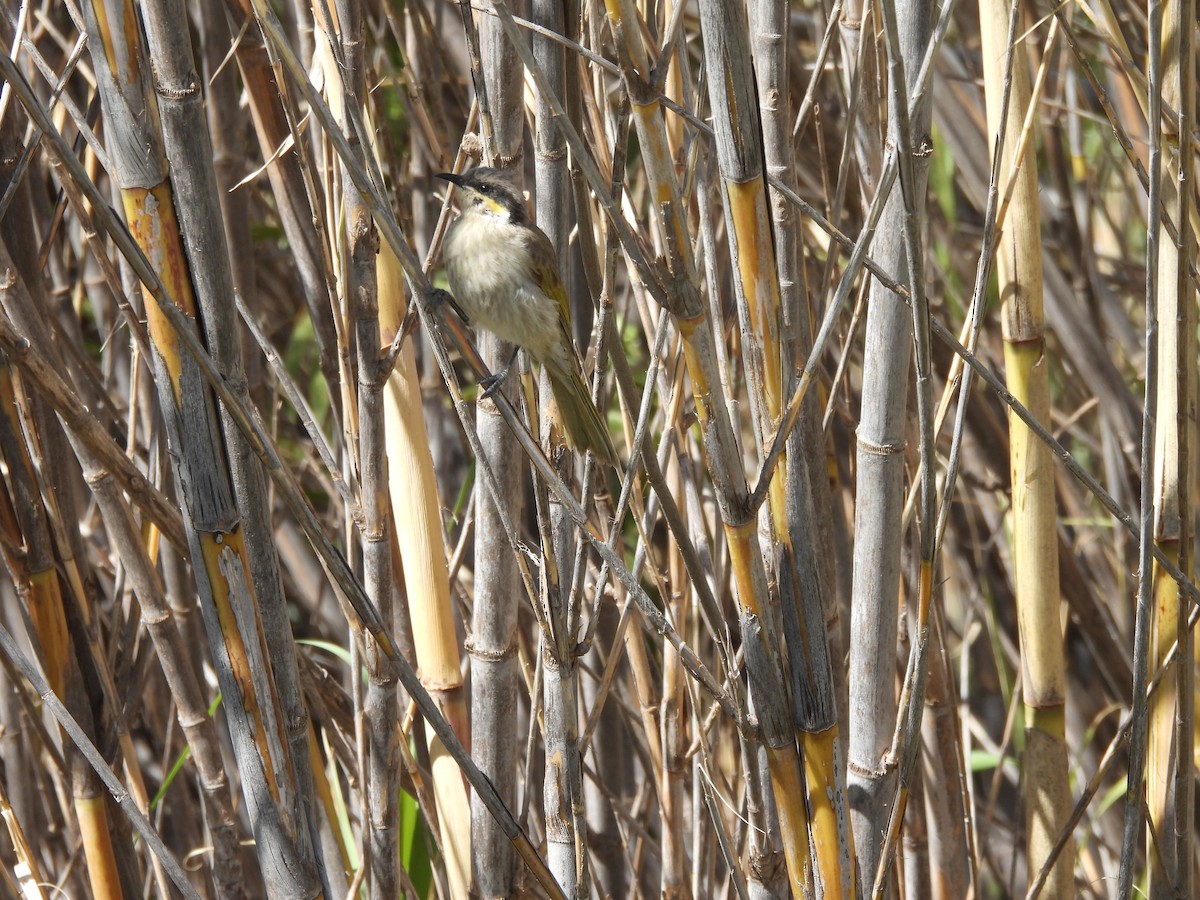 Singing Honeyeater - ML643742793