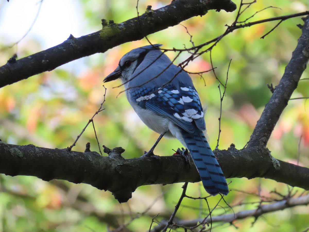 Blue Jay - ML643742794