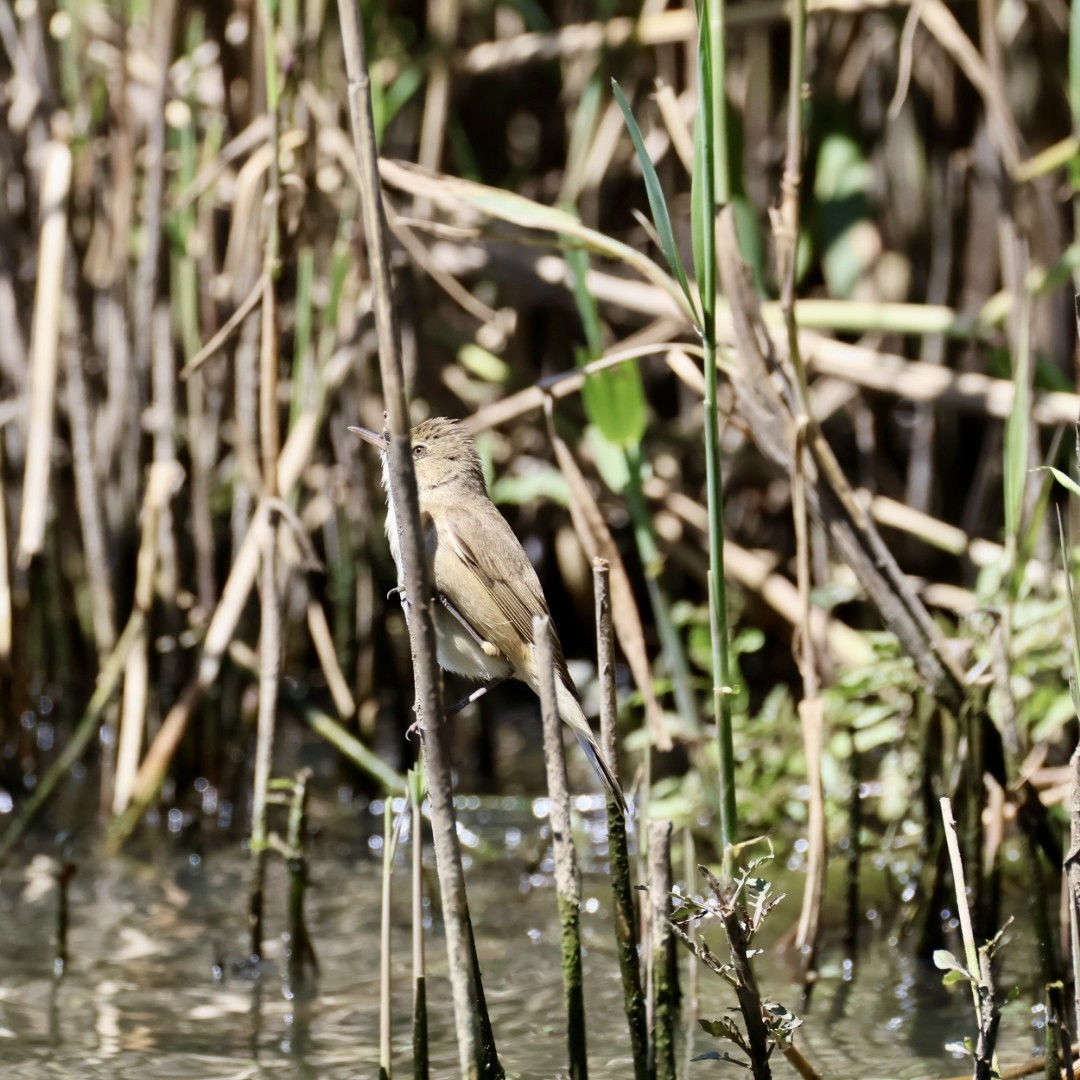Australian Reed Warbler - ML643742799