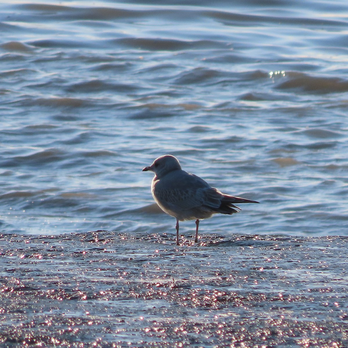 Short-billed Gull - ML643742802
