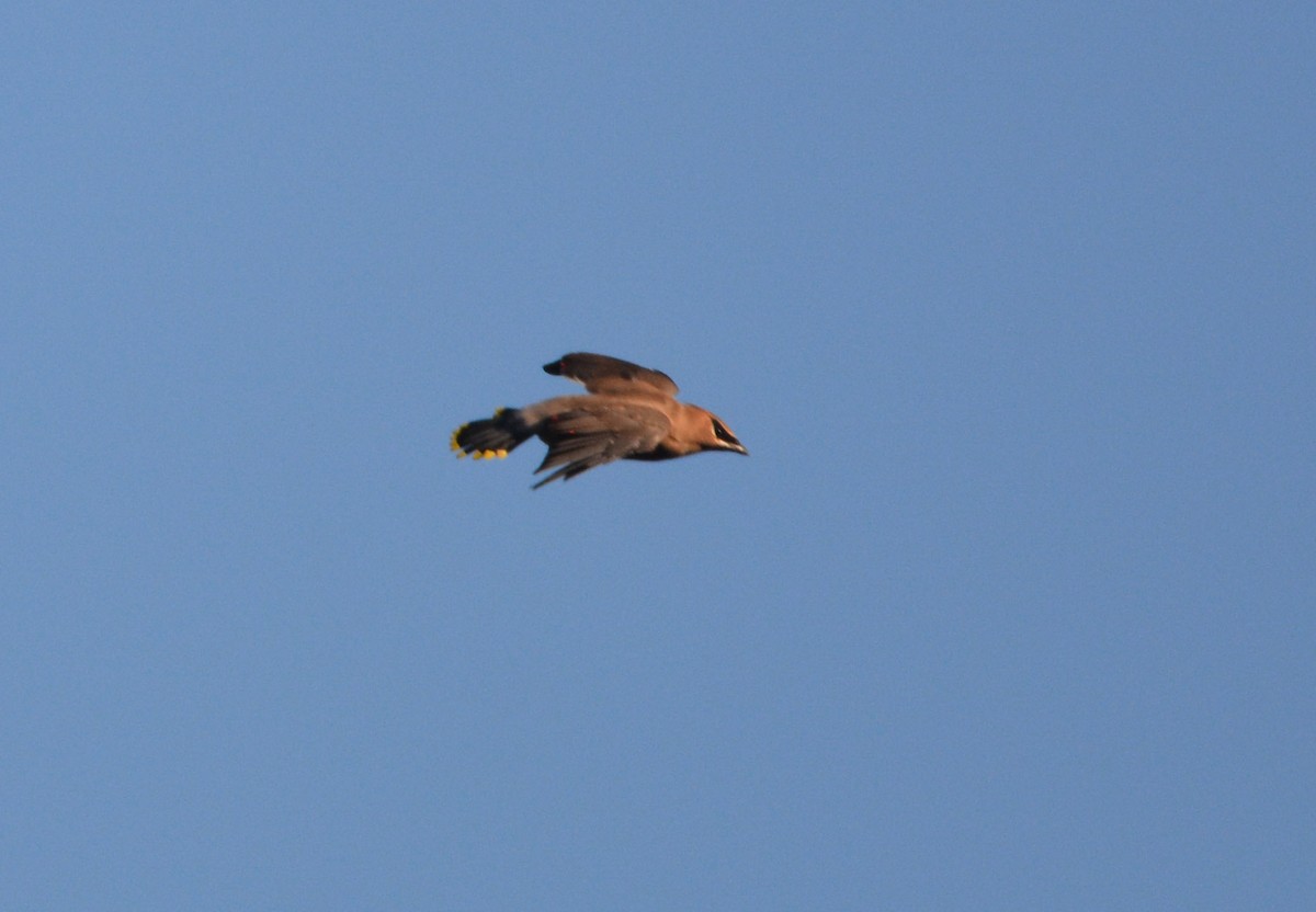Cedar Waxwing - ML643742804