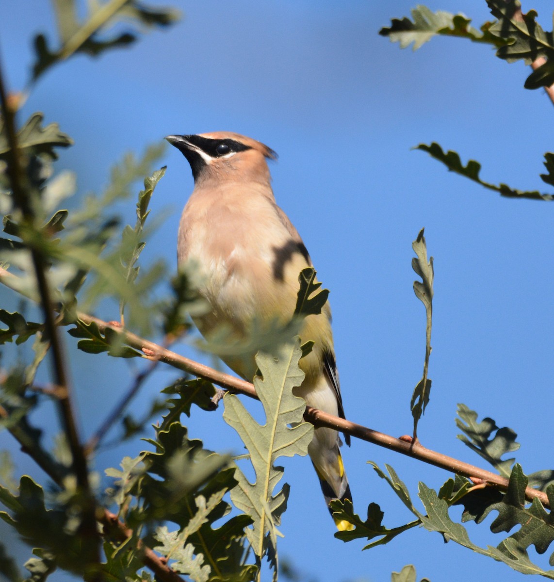 Cedar Waxwing - ML643742805