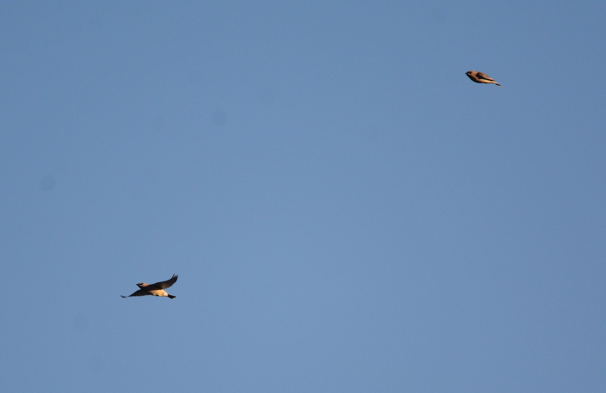 Cedar Waxwing - ML643742806