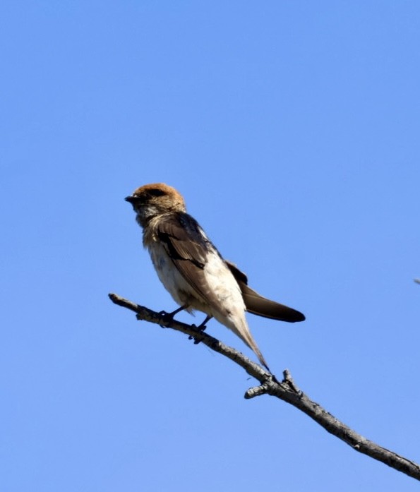 Fairy Martin - ML643742807
