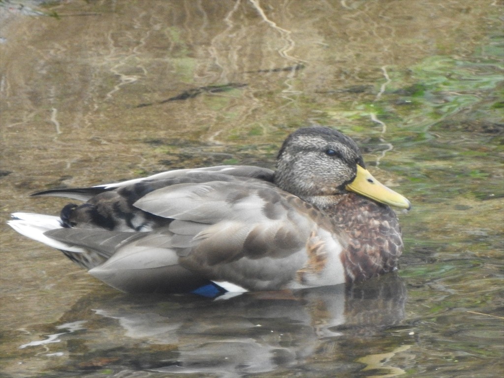Mallard - ML643742808