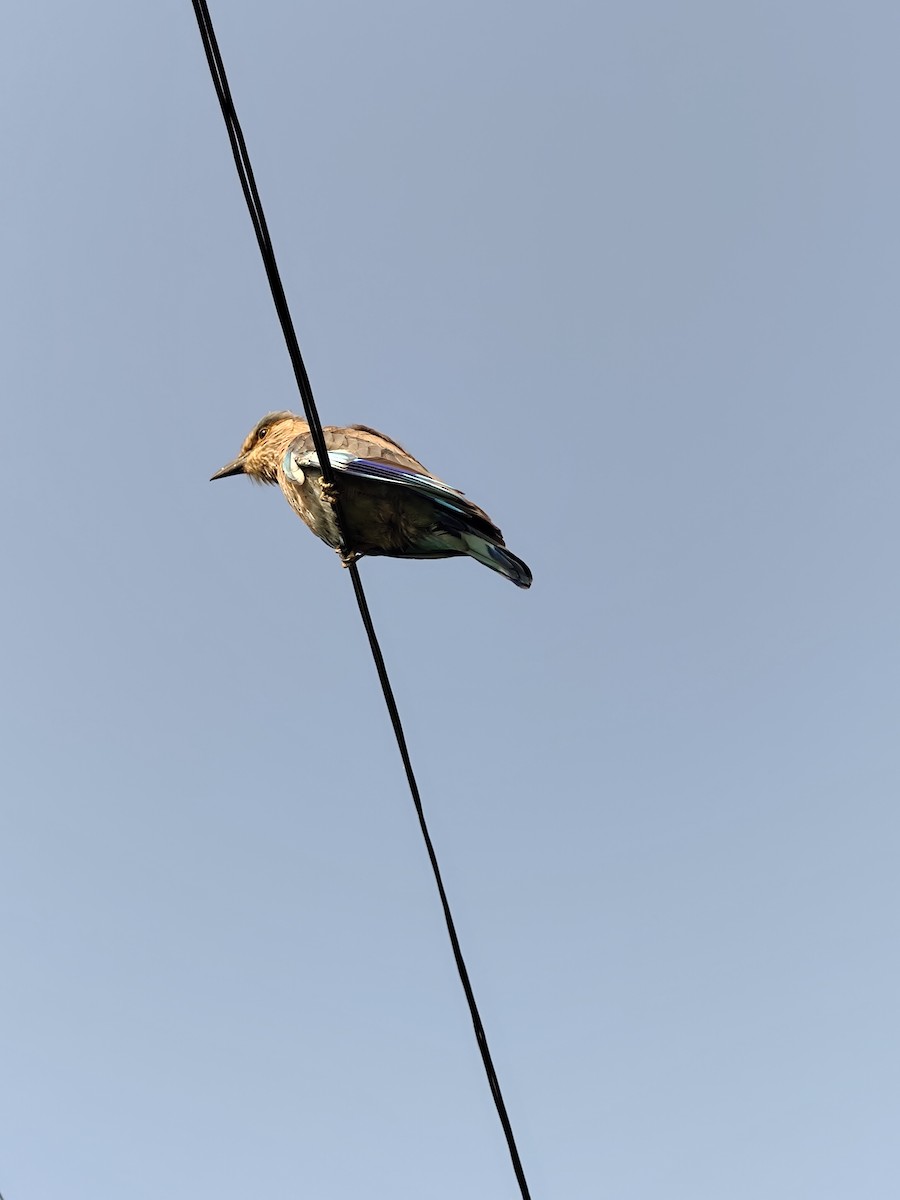 Indian Roller - ML643742809