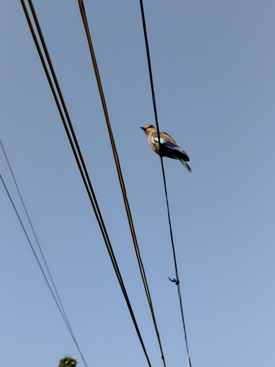 Indian Roller - ML643742810