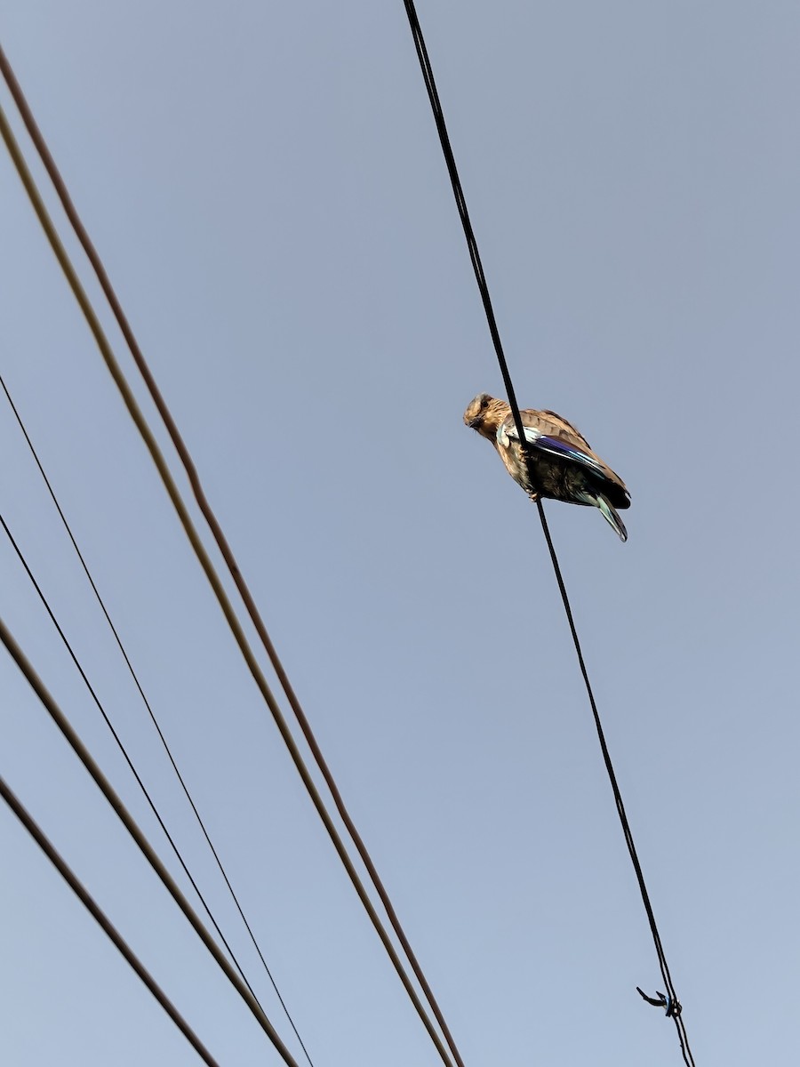 Indian Roller - ML643742811