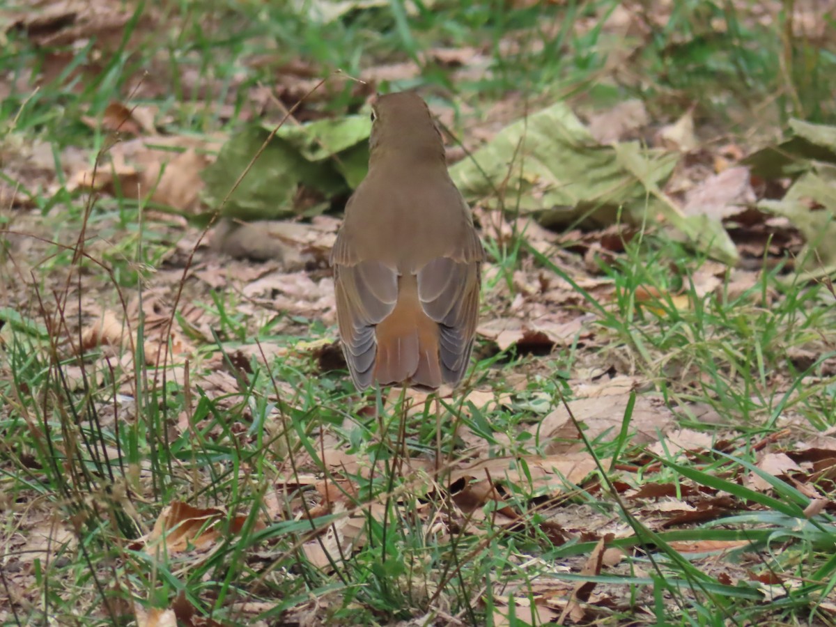 Hermit Thrush - ML643742813